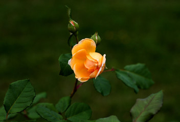 beautiful flowers in nature in the botanical garden