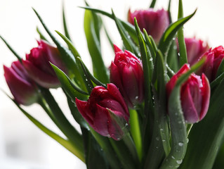 Naklejka premium Tulips red