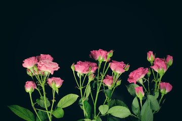 Pink roses flowers isolated on black background. Top view.