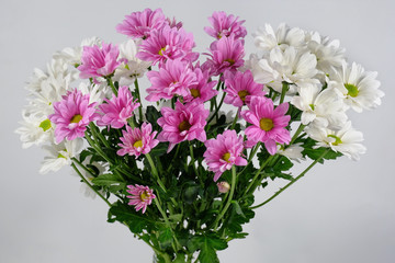 Bouquet of chrysanthemums on a light gray background. Background of flowers.