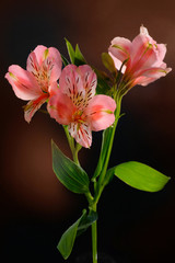 Fototapeta na wymiar Pink lily flower on a dark background. Beautiful flowers in the studio, background.