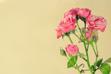 Pink roses on a light yellow background with copy space.