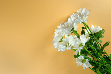 White chrysanthemums on a yellow background with copy space. Top view. - 343149498