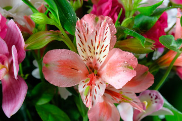 Bouquet of lily flowers close-up. Background of flowers. Nature. - 343149691