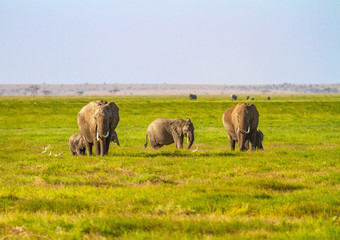 Naklejka na ściany i meble Elephant family with small calves on green plains in Amboseli National Park, Kenya, Africa with blue sky and copy space. Loxodonta africana on safari wildlife viewing holiday