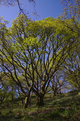 Fototapeta premium old oak tree