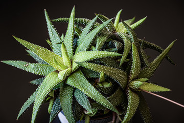 Low key close-up on haworthia attenuata succulent houseplant forming attractive rosettes. Striking succulent houseplant on a dark background.