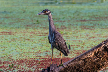 Yellow Crowned Night Heron (Nyclanassa violaces),Brazos Bend State Park, Needeville, Texas, USA