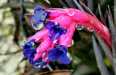 Flores de jardin con gotas de lluvia