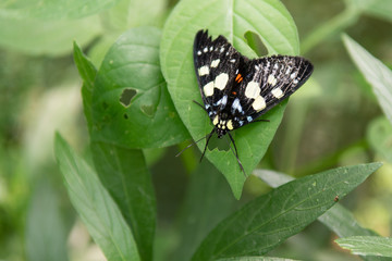 Black butterfly with yellow and blue spots. Butterfly on leaf in tropical forest in Asia.