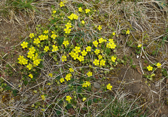 fingerkraut, potentilla, fruehlings-fingerkraut, potentilla neumanniana, spring cinquefoil, potentille du printemps