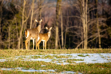 Naklejka na ściany i meble White-tailed deer female adult and young standing alert in a field chewing