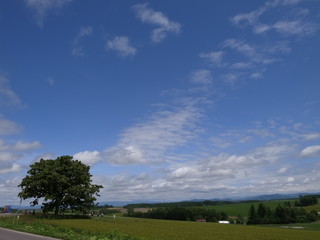 セブンスターの木