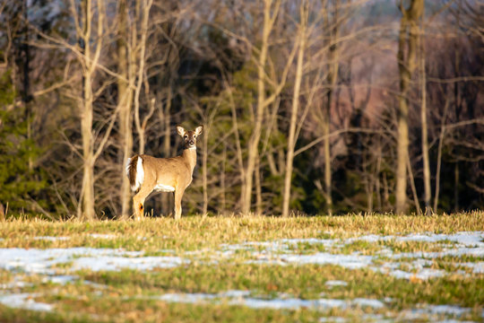 White-tailed deer female standing alert in a field next to a Wisconsin forest in April