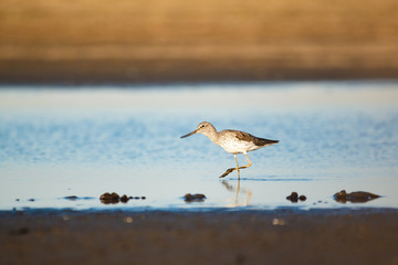 Wood sandpiper - Tringa glareola on the lake