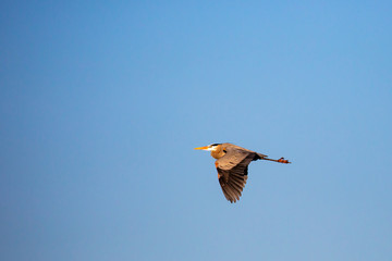 Obraz premium Great Blue Heron flying under a blue, Wisconsin sky in April