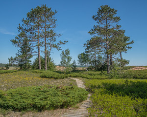 Fototapeta na wymiar Boardwalk path winds through a gently undulating landscape with low shrubs, scattered pine trees, and water just visible on the horizon.