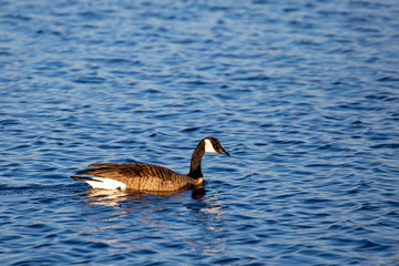 Canada Goose (Branta canadensis) swimming on a Wisconsin lake in April
