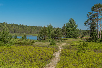 Boardwalk trail through low shrubbery with scattered pines and a lake in the background on a sunny summer day in northern Wisconsin.