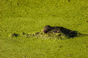 Alligator (Alligator mississippiensis) Peeking Through The Duck Weed, Brazos Bend State Park, Needeville, Texas, USA
