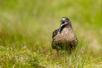 Catharacta skua, págalo grande con el pico abierto sobre la hierba.