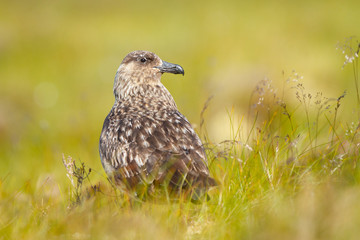 Págalo grande (Catharacta skua), ave marina de color marrón sobre la hierba.