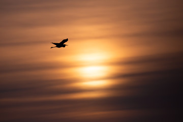 Fototapeta na wymiar Great Blue Heron flying under an orange sky in April