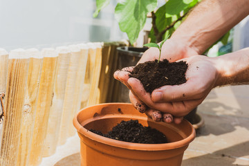 Man planting little plant. Balcony gardening. Eco friendly and natural concept. Man holding a plant and soil.