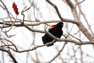 Male Red-winged Blackbird perched on a sumac branch singing for a female
