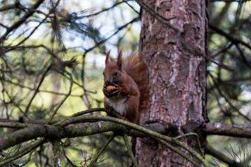 squirrel on tree