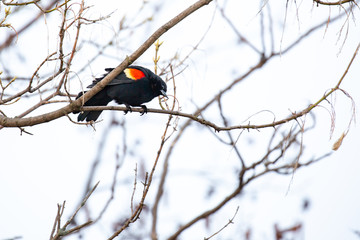 Red-winged Blackbird (Agelaius phoeniceus) perched on a branch looking for a female