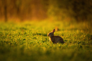 European rabbit - Oryctolagus cuniculus on a meadow