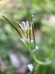 Makro Macro Photographie iPhone Moment Nahaufnahme Natur aus der Nähe Flora Blüten Frühling Sommer Schönheit 