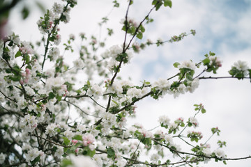 apple tree blossom and bokeh