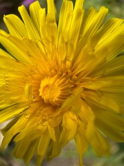 Makro Macro Photographie iPhone Moment Nahaufnahme Natur aus der Nähe Flora Blüten Frühling Sommer Schönheit 