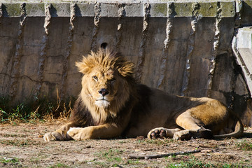 Resting lion