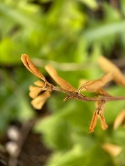 Makro Macro Photographie iPhone Moment Nahaufnahme Natur aus der Nähe Flora Blüten Frühling Sommer Schönheit 