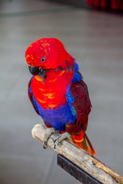 Shy posing of red blue Scarlet Macaw parrot.
