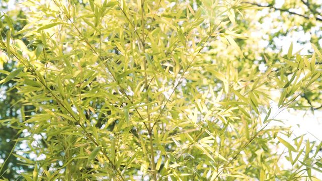 feuillage de bambou pendant une journ&eacute;e ensoleill&eacute;e
