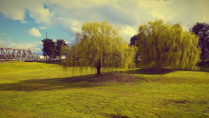 Obraz premium landscape with trees