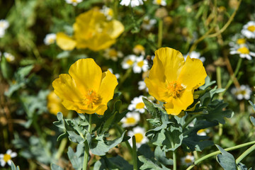 Fiori gialli