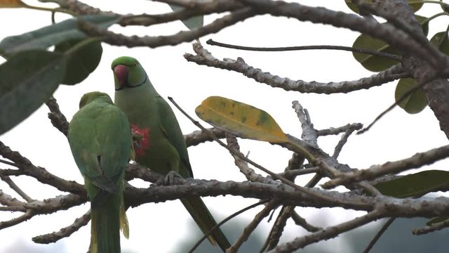 pair of rose-ringed parakeets feeding on a flower in agra, india