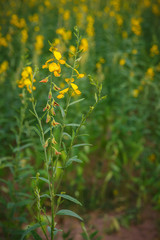 beautiful view at sunhemp flowers field