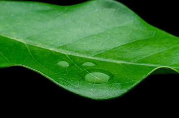 green leaf with water drops in black background