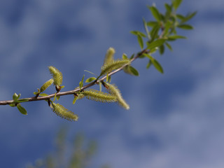 Spring buds of a tree against a blue cloudy sky