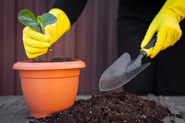 Woman planting a green flower. Care for garden and nature concept. Female potting a flower closeup. Organic garden concept. Idea of nature care.
