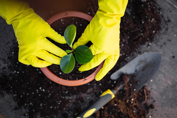 Woman planting a green flower. Care for garden and nature concept. Female potting a flower closeup. Organic garden concept. Idea of nature care.