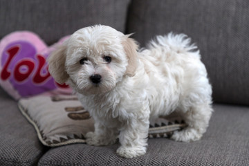 Nanja, two and a half months old Bichon Bolognese puppy, playing on sofa