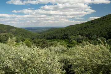 Olivar y pinar en el Valle del Tiétar, en la provincia de Ávila.