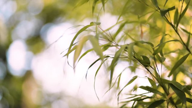 Gros plan sur le feuillage d'un bambou dans un jardin avec du vent
